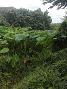 江山许你白芥子